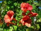 Bignone, Jasmin  de Virginie, Jasmin trompette, Campsis radicans