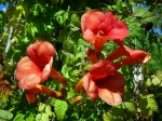 Bignone, Jasmin  de Virginie, Jasmin trompette, Campsis radicans