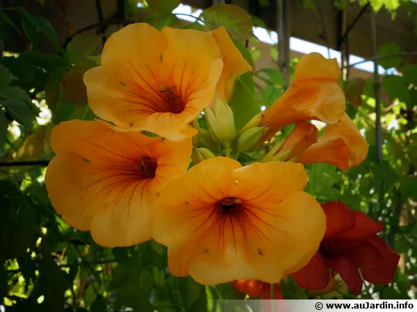 Bignone jaune, Campsis radicans 'Flava'