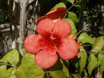 Bignone Madame Galen, Campsis x tagliabuana 'Madame Galen' Bignone Madame Galen, Campsis x tagliabuana 'Madame Galen'