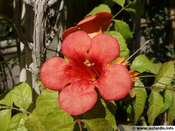 Bignone Madame Galen, Campsis x tagliabuana 'Madame Galen'