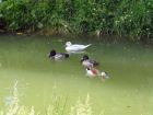 Les oiseaux aquatiques du bassin