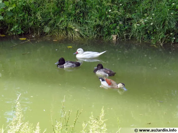 Les oiseaux aquatiques du bassin