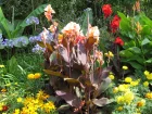 Balisier, Canna
