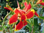 Fleur de canna