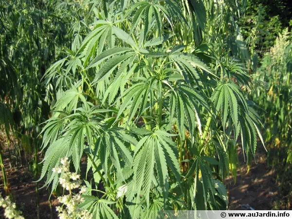 Le chanvre (Cannabis sativa) est une plante annuelle originaire d'Asie