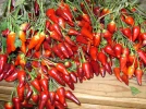 Piment, Capsicum