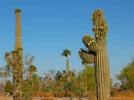 Sage du d�sert, Saguaro, Carnegiea gigantea