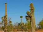Sage du dsert, Saguaro, Carnegiea gigantea