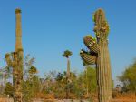 Le sage du désert, Saguaro, Carnegiea gigantea