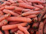 Questions fréquentes sur la carotte