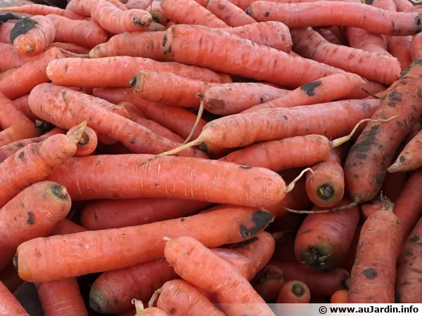 Des carottes...