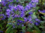 Barbe bleue, Caryopteris de Clandon, Spirée bleue, Caryoteris x clandonensis 'Thetis'