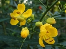 Cassier, Cytise indien, Faux sn, Cassia fistula