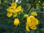 Cassier, Cytise indien, Faux séné, Cassia fistula