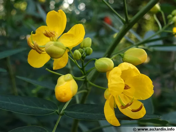 Cassier, Cytise indien, Faux séné, Cassia fistula