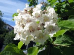Catalpa commun, Catalpa bignonioides