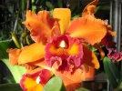 Cattleya