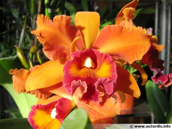 Cattleya