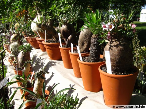 Des caudex