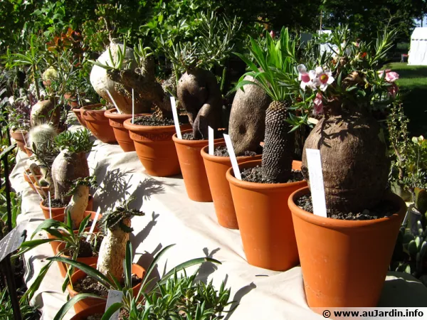 Des caudex