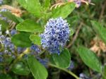 Ceanothus arboreus 'Trewithen Blue'