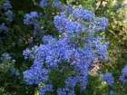 Canothe de Santa Barbara, Lilas de Californie, Ceanothus impressus
