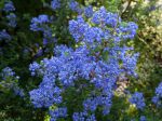 Lilas de Californie Puget Blue, Ceanothus impressus 'Puget Blue' Lilas de Californie Puget Blue, Ceanothus impressus 'Puget Blue'