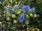 Canothe rampant, Ceanothus thyrsiflorus var. repens