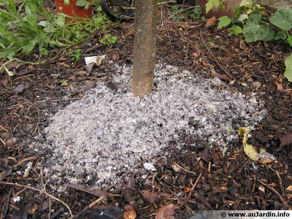 Utiliser les cendres de bois au jardin
