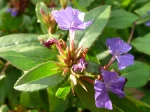 Dentelaire de Lady Larpent, Dentelaire bleue, Ceratostigma plumbaginoides