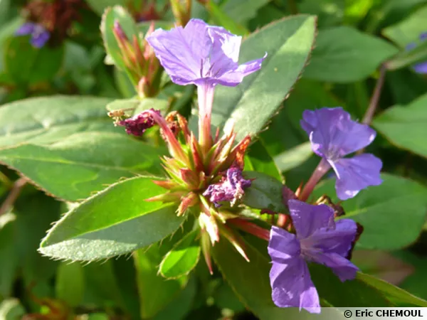 Dentelaire de Lady Larpent, Dentelaire bleue, Ceratostigma plumbaginoides