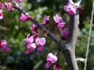 Gainier rouge, Gainier du Canada, Cercis canadensis