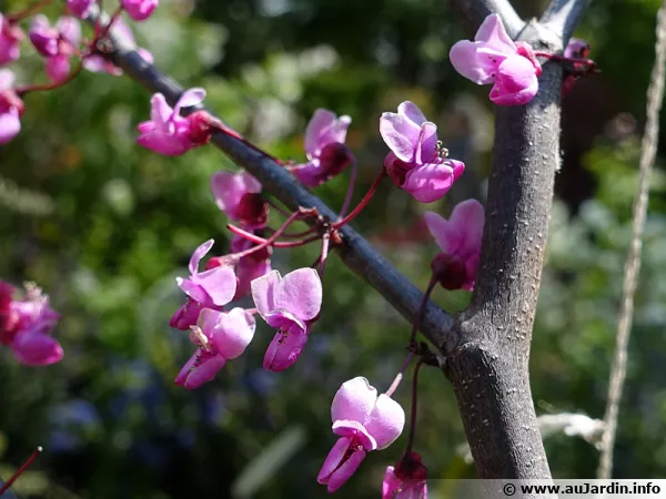 Gainier rouge, Gainier du Canada, Cercis canadensis 'Forest Pancy'