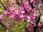 Fleurs de l'Arbre de Judée ou Gainier Fleurs de l'Arbre de Judée ou Gainier