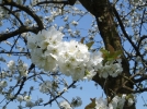 La floraison des arbres fruitiers
