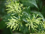 Galant de Nuit, Cestreau Nocturne, Jasmin de Nuit, Cestrum nocturnum