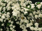 La disparition des insectes