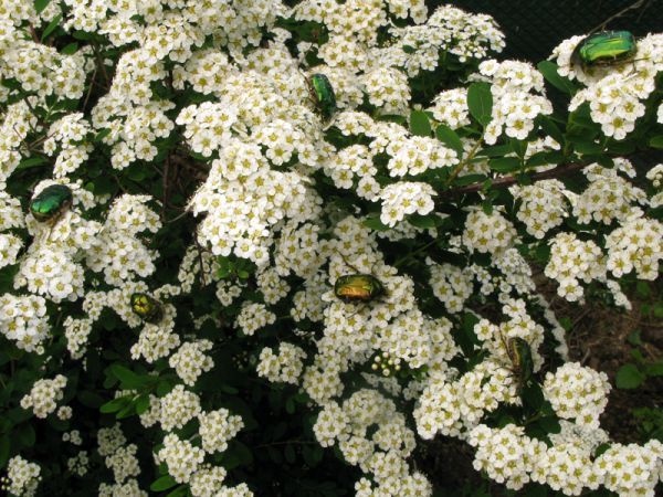 Des cétoines dorés butinant dans une spirée au printemps contribuant à sa pollinisation