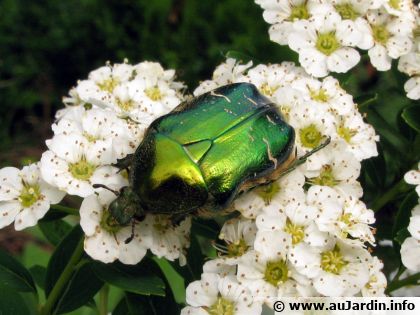 C�toine dor�e et larve : l'alli� du compost � ne pas confondre avec le hanneton