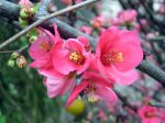 Fleurs du Cognassier du Japon, Poirier du Japon, Cognassier à fleurs