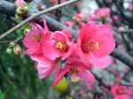 Fleurs du Cognassier du Japon, Poirier du Japon, Cognassier � fleurs