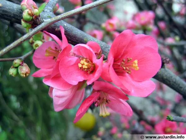 Fleurs du Cognassier du Japon, Poirier du Japon, Cognassier  fleurs