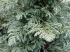 Faux cyprs Sawara, Chamaecyparis pisifera