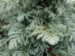 Faux cypr�s Sawara, Chamaecyparis pisifera 'Boulevard'