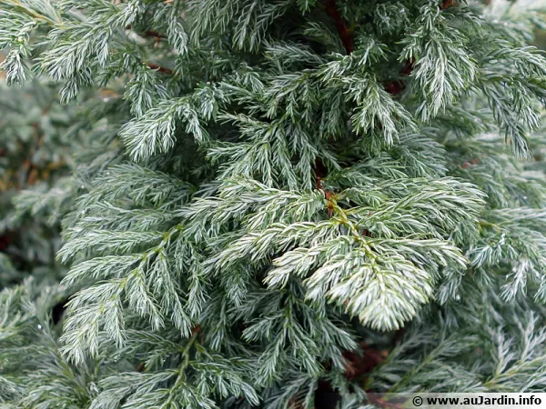 Faux cyprès Sawara, Chamaecyparis pisifera 'Boulevard'