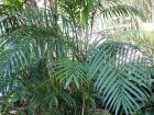 Palmier bambou du Costa Rica, Chamaedorea costaricana