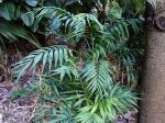 Palmier nain, Palmier de montagne, Chamédorée, Chamaedorea elegans