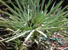 Palmier nain bleu, Chamaerops humilis var cerifera