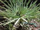 Palmier nain bleu, Chamaerops humilis var cerifera